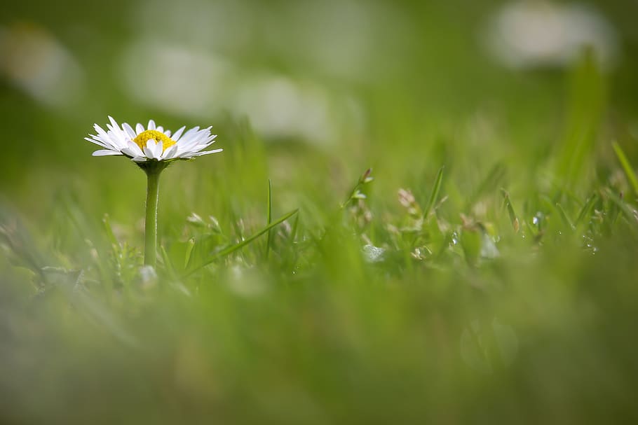 green, fresh, daisy, grass, dew, white, flower, natural, plant HD wallpaper