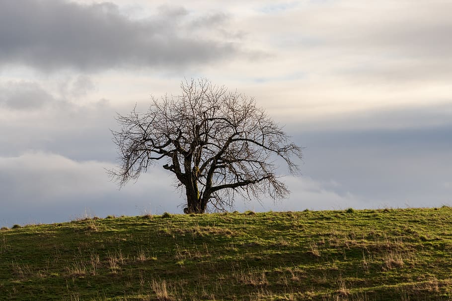 tree, lonely, landscape, hill, clouds, mood, loneliness, silent HD wallpaper