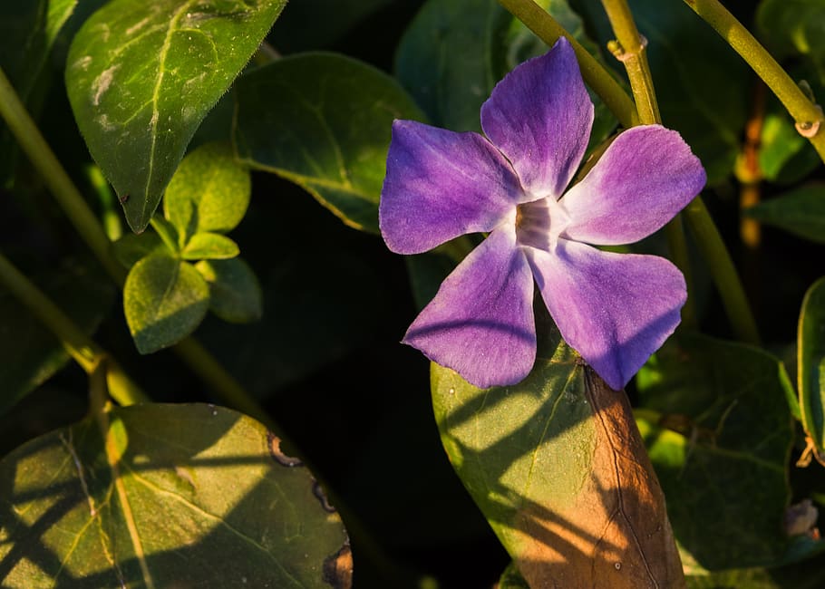 sunset, purple, nature, light, dusk, flower, romantic, periwinkle HD wallpaper