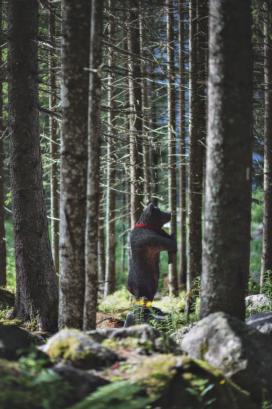 Black Bear Toy on Forest, bark, color, conifer, daylight, environment HD wallpaper