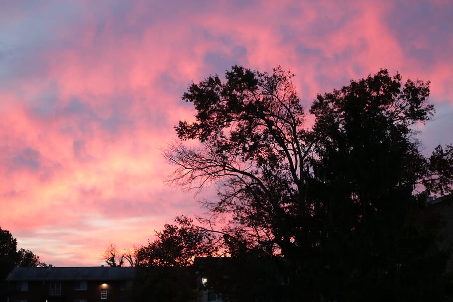 washington.dc, morning, tree, sunset, silhouette, sky, cloud - sky HD wallpaper