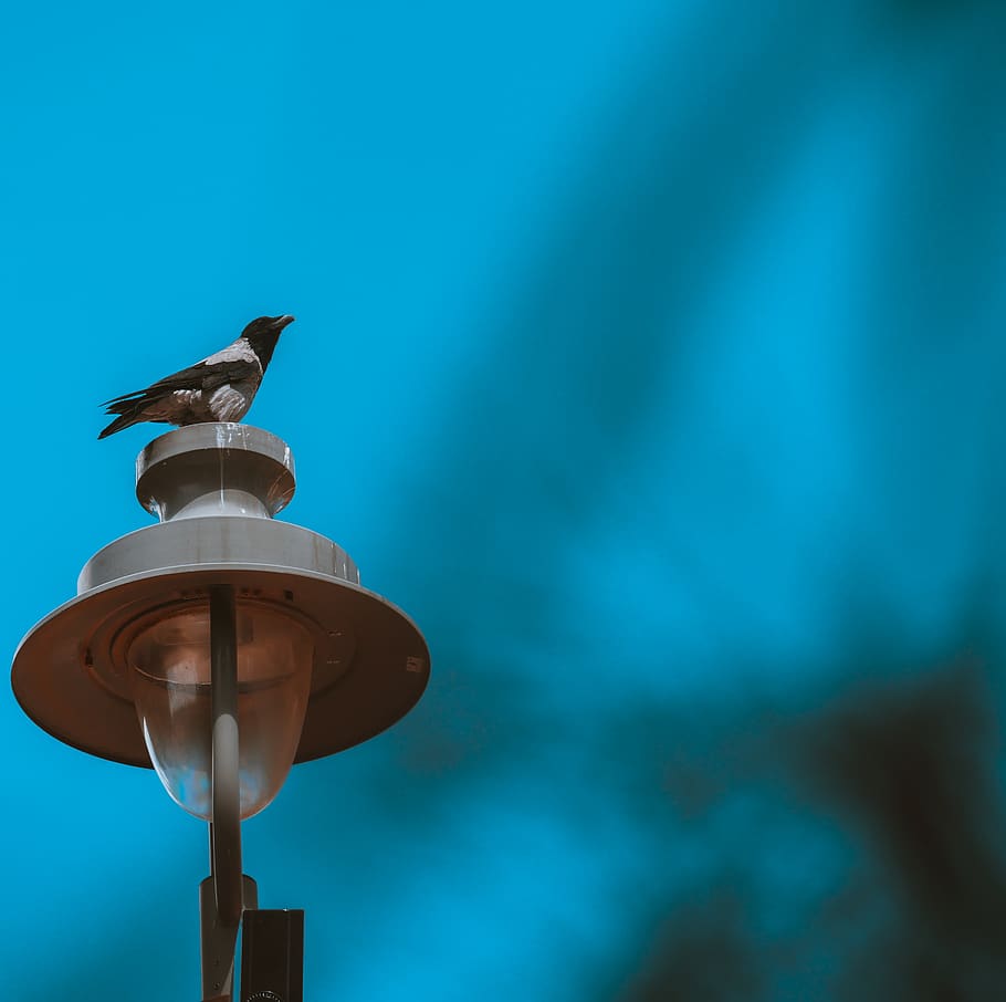 bird, crow, light, sky, nature, animal, animal wildlife, low angle view HD wallpaper