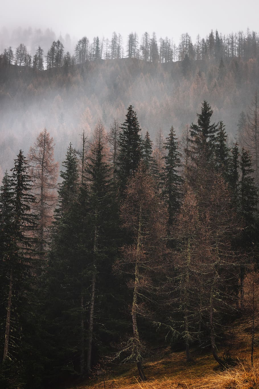 pine trees under white sky during daytime, plant, fir, abies, HD wallpaper