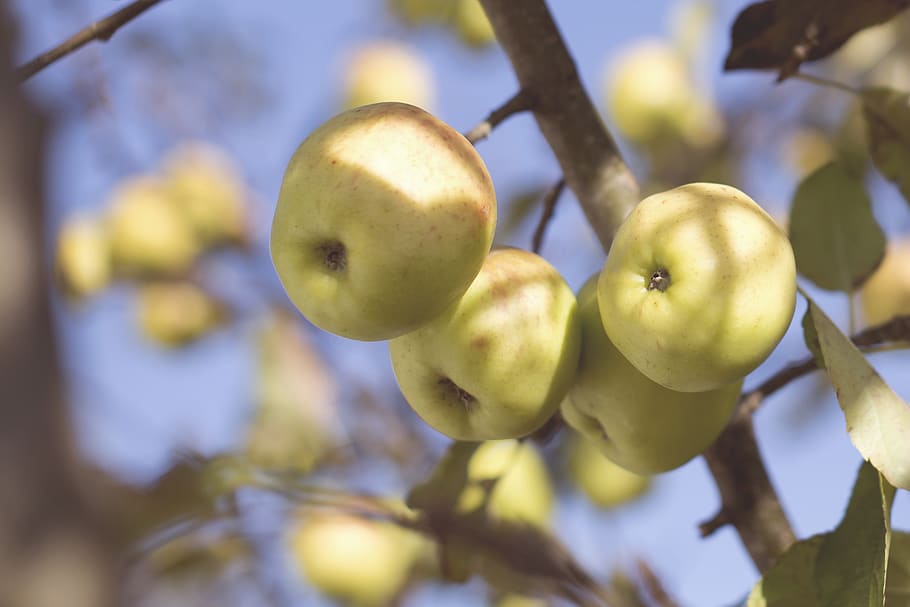 tilt-lens granny smith, fruit, healthy eating, food, food and drink HD wallpaper