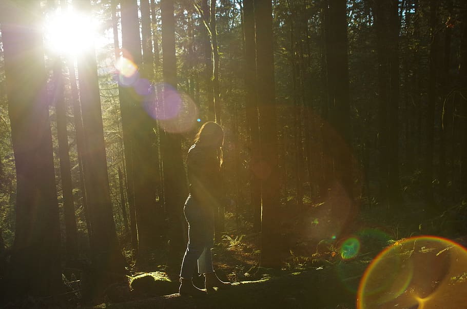 silhouette, warm, green, leaf, nature, walk, british columbium HD wallpaper