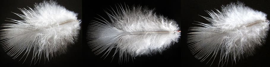 nature, feather, desktop, downy, panoramic, no people, close-up HD wallpaper