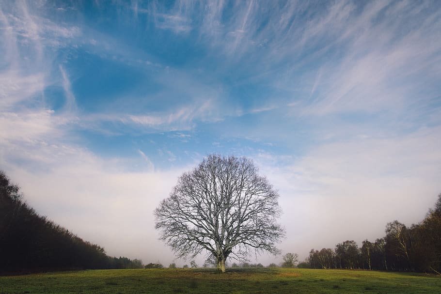 leafless tree, cloud - sky, tranquility, plant, tranquil scene HD wallpaper