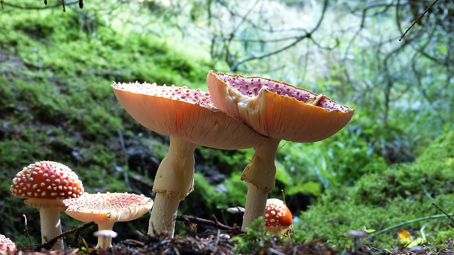 fly agaric, forest, moss, nature, toxic, red, forest floor HD wallpaper