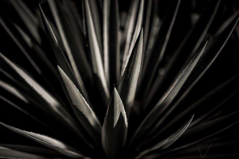 grayscale photo of plant, leaf, leaves, shadow, sunlight, nature HD wallpaper