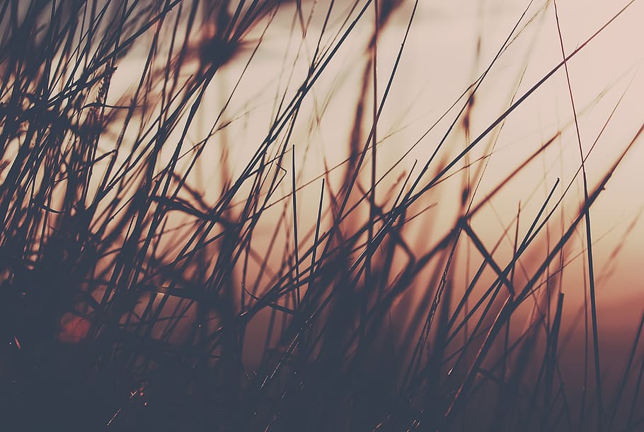 grass during golden hour, plant, lawn, reed, sunset, vegetation HD wallpaper