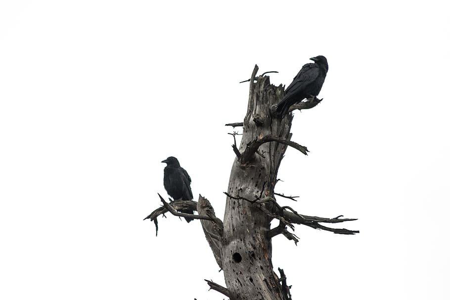two crows on tree trunk, bird, animal, wood, agelaius, blackbird