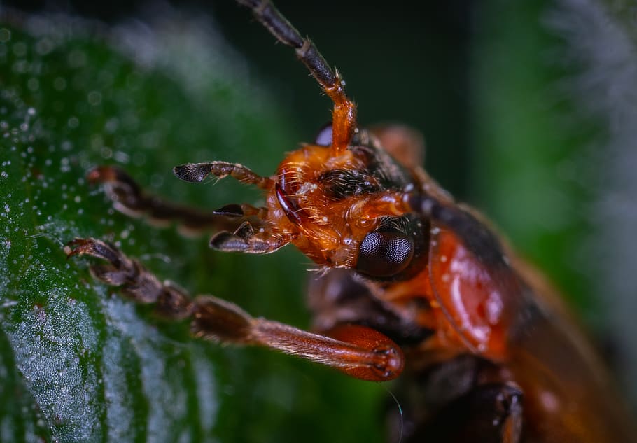 Close-up Photo Of Insect, beetle, bug, little, macro, pest, animal wildlife HD wallpaper