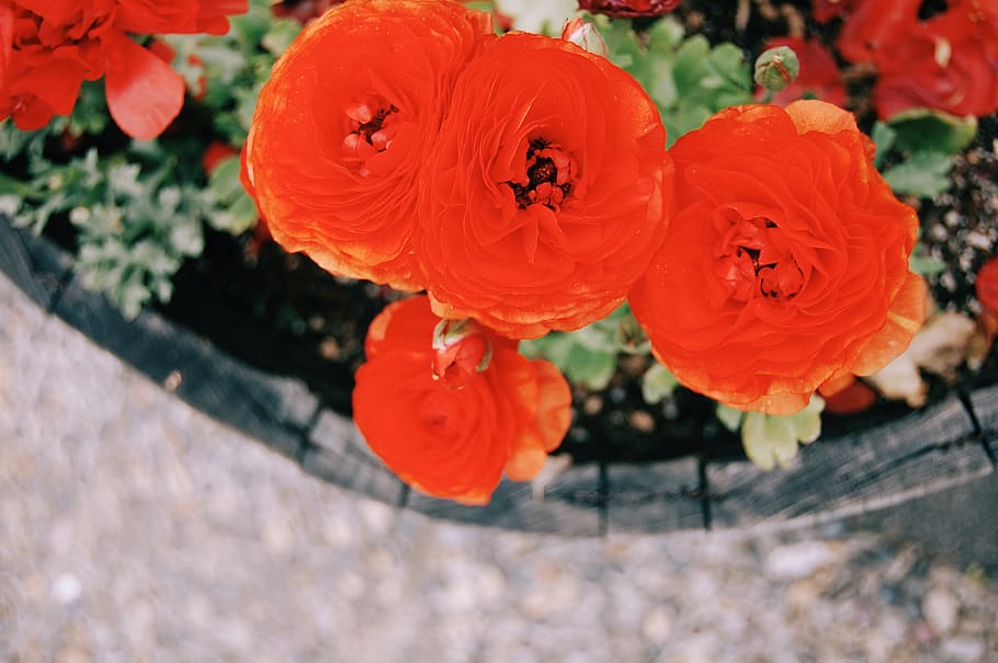 carnation, frower, red, flowering plant, freshness, petal, inflorescence HD wallpaper