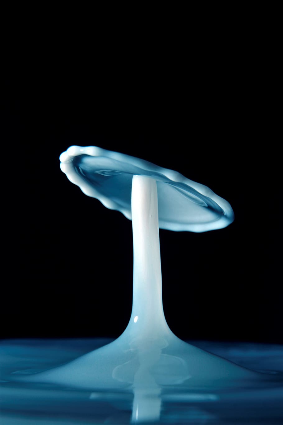 mushroom illustration, studio shot, black background, indoors HD wallpaper