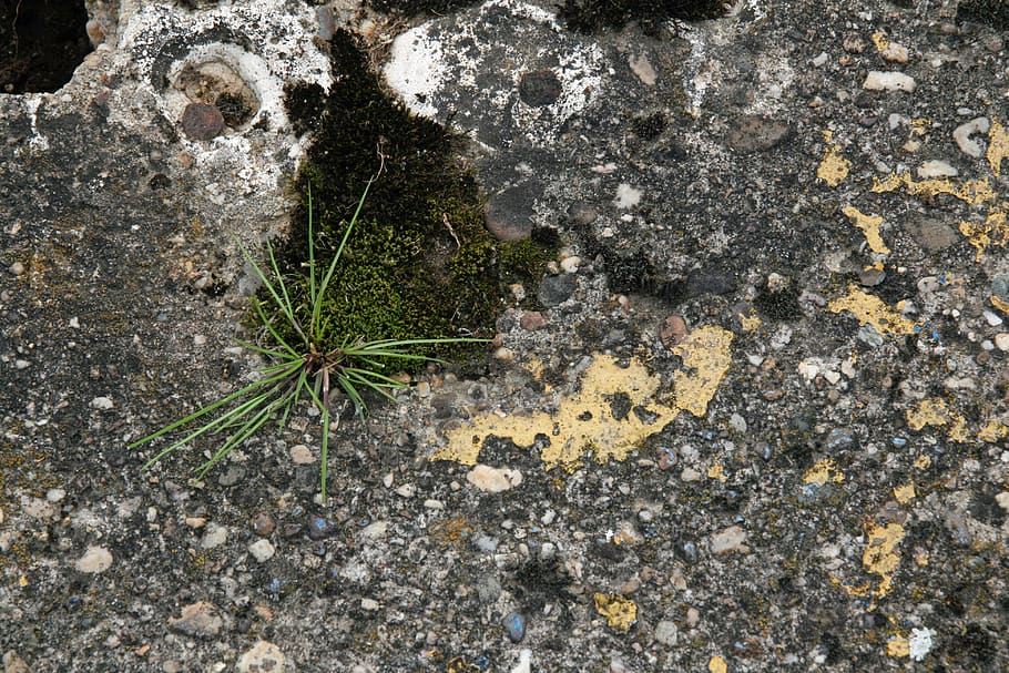 grass, moss, stones, structure, background, solid, nature, no people HD wallpaper
