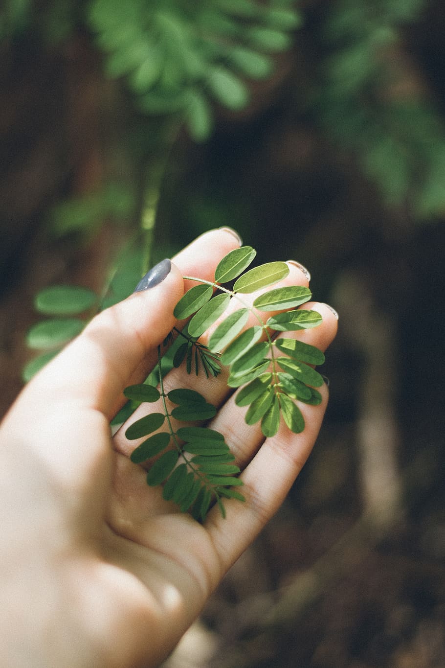 Person Holding Green Leafed Plant, hand, macro, human hand, human body part HD wallpaper