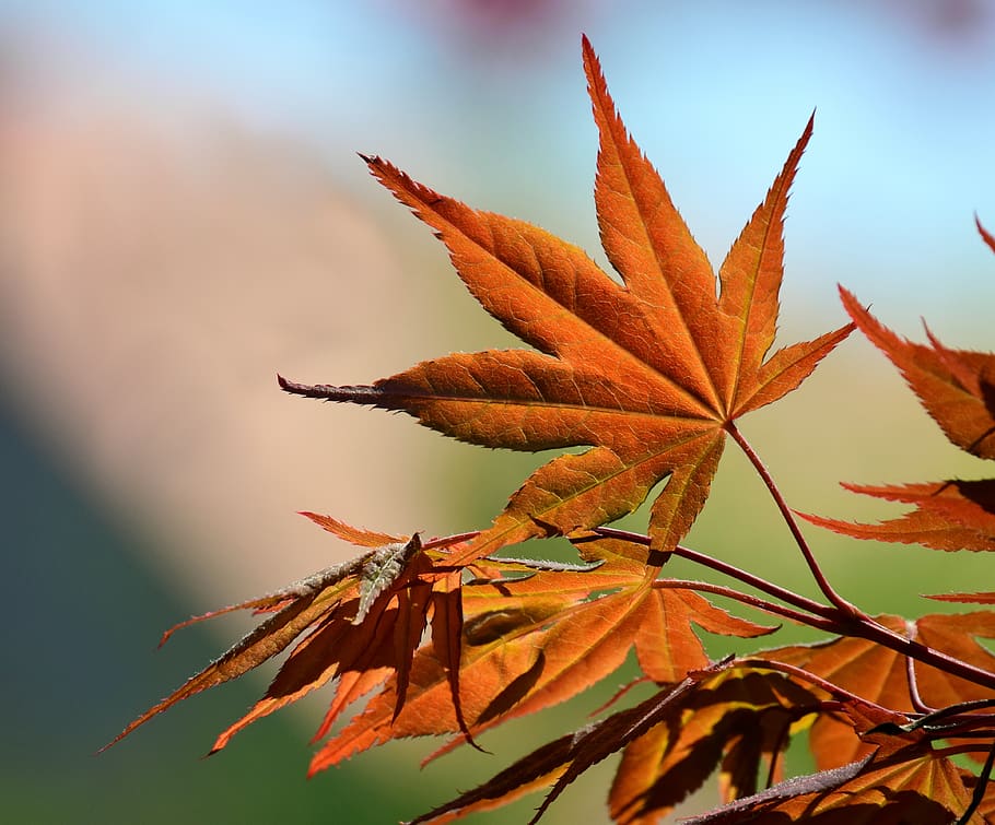 maple, spring, tender, new, leaf, autumn, maple leaf, backlighting HD wallpaper
