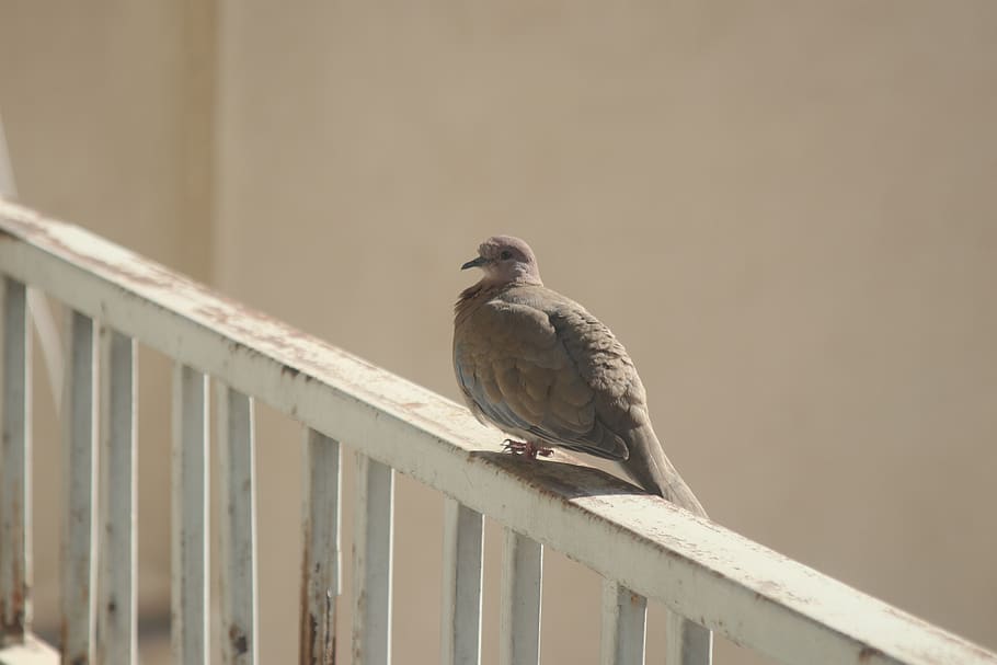 bird, vertebrate, animal themes, perching, one animal, animals in the wild HD wallpaper