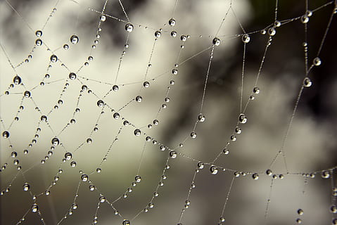 cobweb, drip, dewdrop, fog drops, fine, beads, wet, moist, autumn HD wallpaper