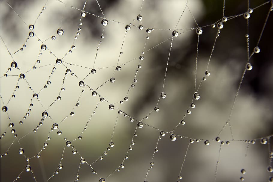 cobweb, drip, dewdrop, fog drops, fine, beads, wet, moist, autumn HD wallpaper