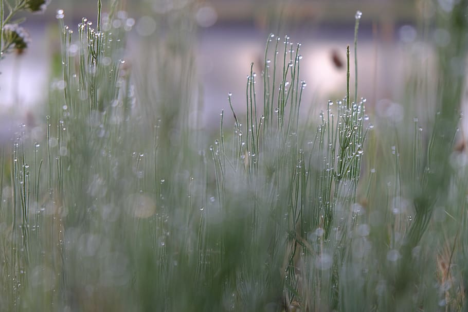 morning, dew, dewdrop, drip, green, summer, grass, drops, droplet HD wallpaper
