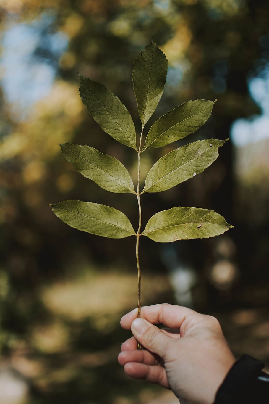 Person Holding Green Leafed Plant, branch, close-up, environment HD wallpaper