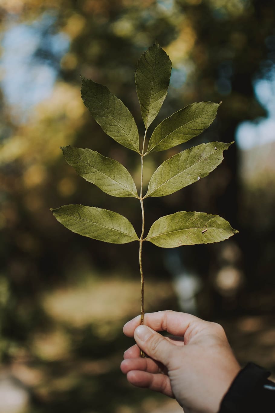 selected focus of green leaves, leaf, hand, tree, forest, woodland HD wallpaper