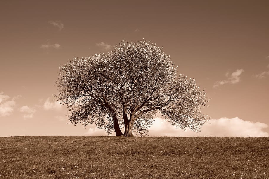 nature, landscape, tree, blossom, contrast heaven-earth, sepia-color HD wallpaper