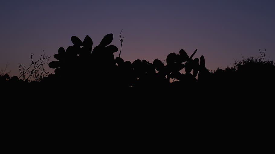 cactus, sky, line, light, night, plant, nature, spring, meditterean HD wallpaper