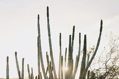 plant, cactus, light, desert, nature, sky, minimal, sun, warm HD wallpaper