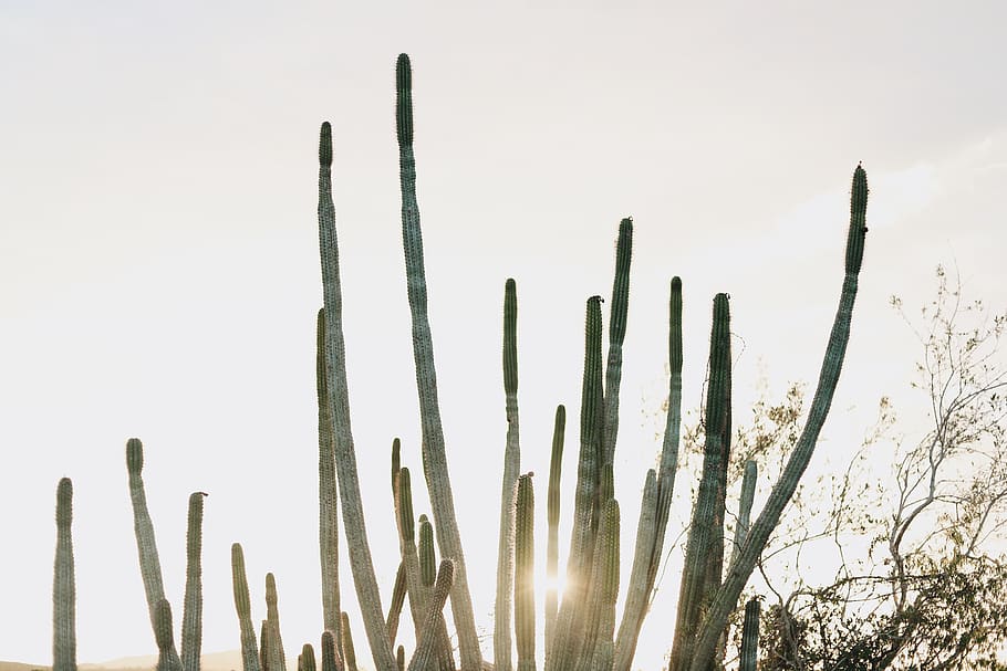 plant, cactus, light, desert, nature, sky, minimal, sun, warm HD wallpaper
