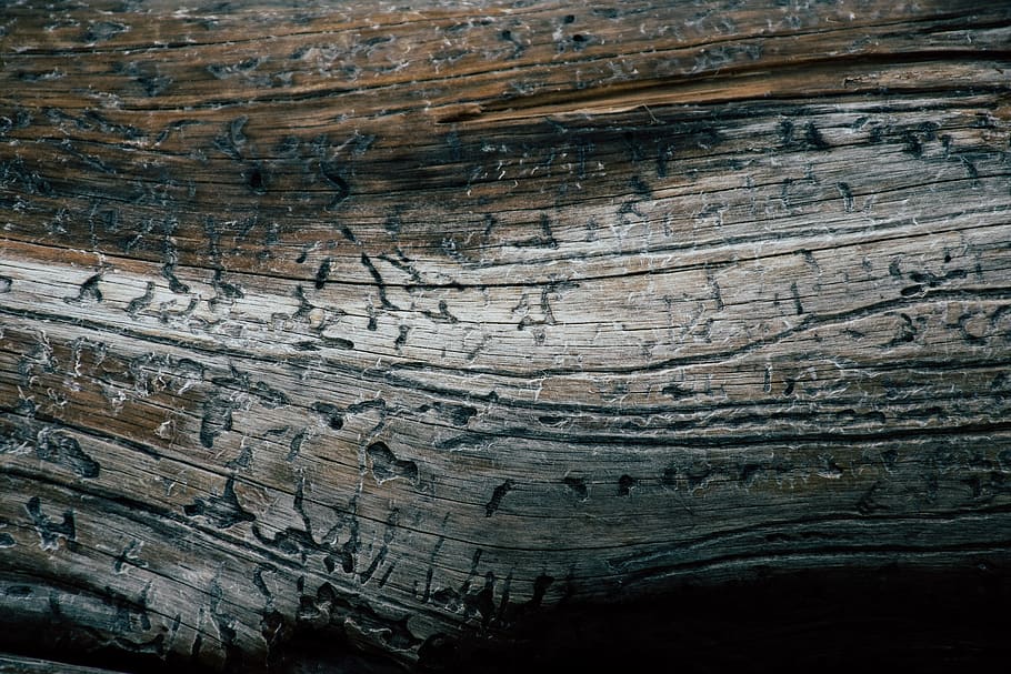 Close-up Photo Of Wood, log, rough, surface, texture, textured HD wallpaper