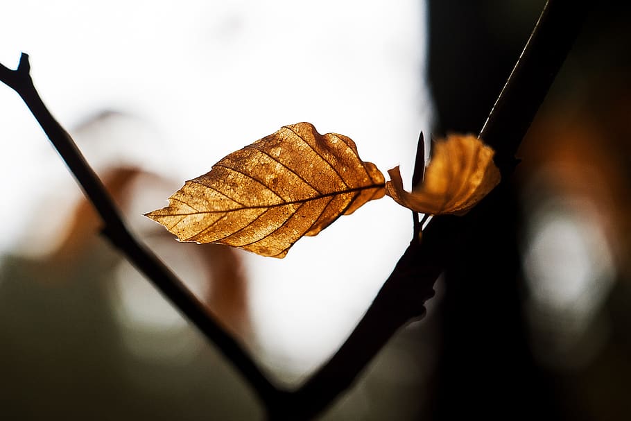 macro, sheet, nature, flora, leaf, plant part, close-up, dry HD wallpaper