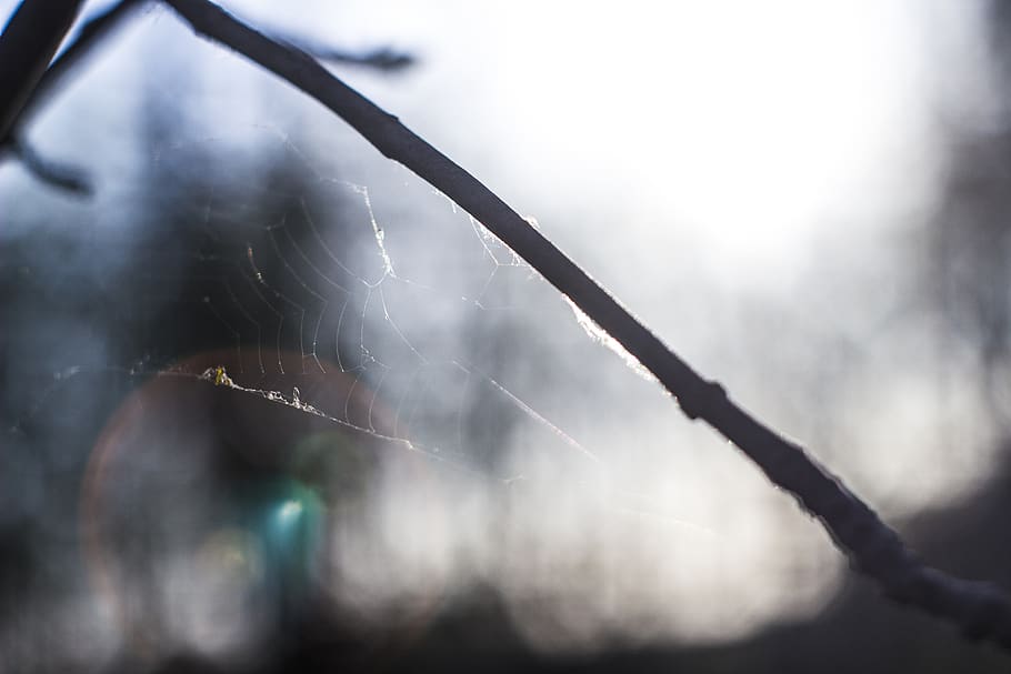branch, spider web, focus on foreground, no people, nature HD wallpaper