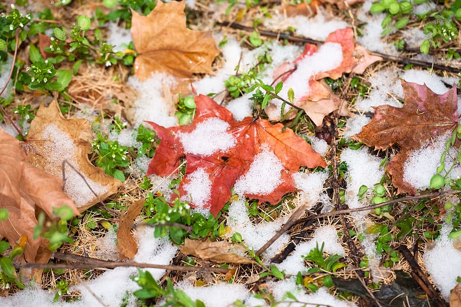 autumn, brown, cold, day, forest, frost, leaf, leafs, leaves HD wallpaper