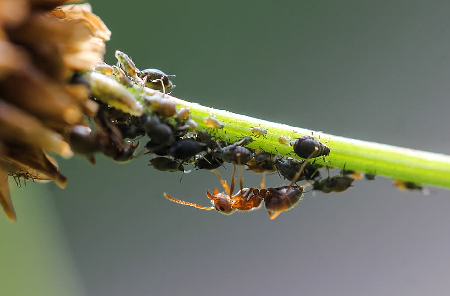 ant, blackfly, lice, macro, insect, nature, pests, branch, animal, HD wallpaper