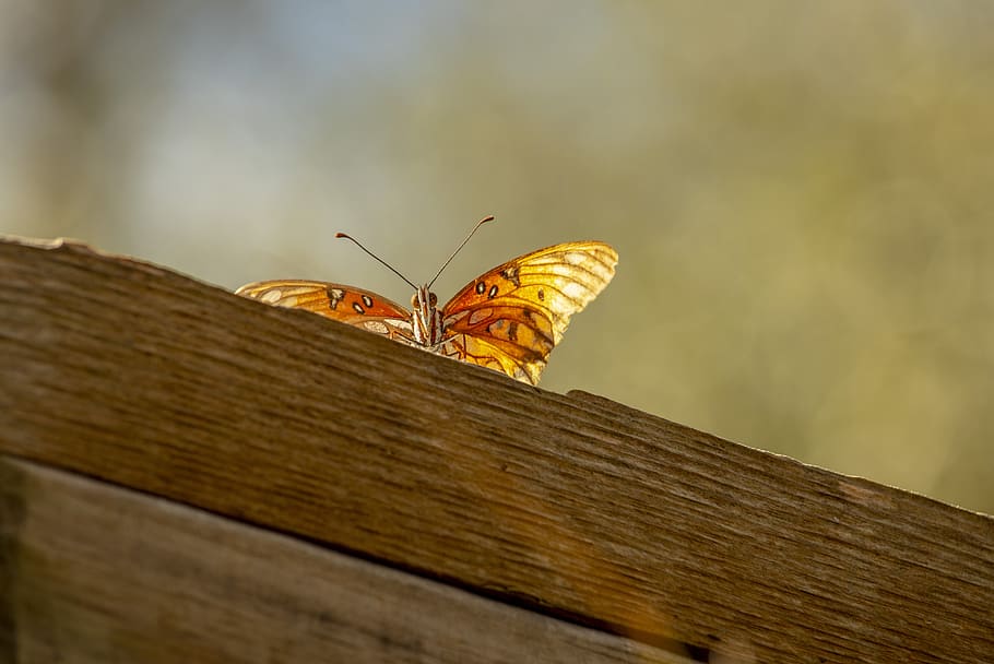 butterfly, orange, rust, white, insect, wood fence, wildlife HD wallpaper