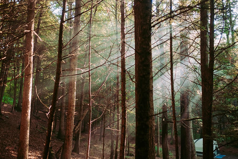 crepuscular light passing through trees, forest, plant, land HD wallpaper