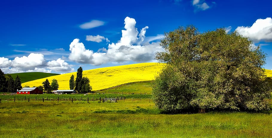 Green Leaf Tree on Green Grass Field, barn, clouds, daylight HD wallpaper