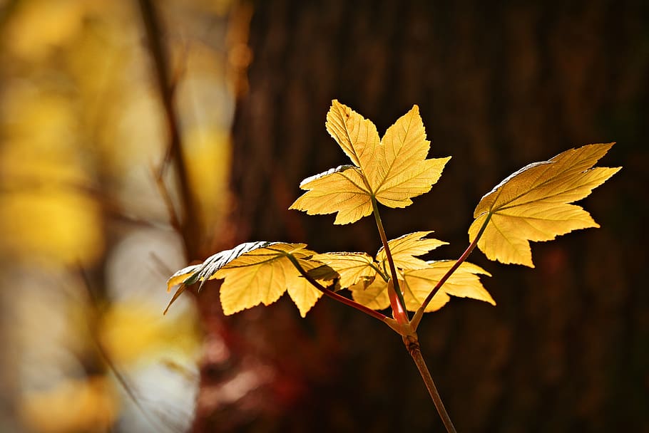 autumn leaf, vein, pattern, foliage, twig, tree, colorful, back light HD wallpaper