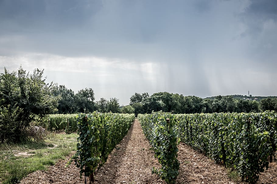 aligned vine plants, outdoors, countryside, farm, vineyard, nature HD wallpaper