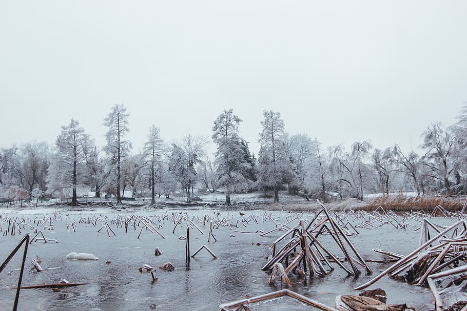 trees covered with snow, nature, outdoors, ice, bird, animal HD wallpaper