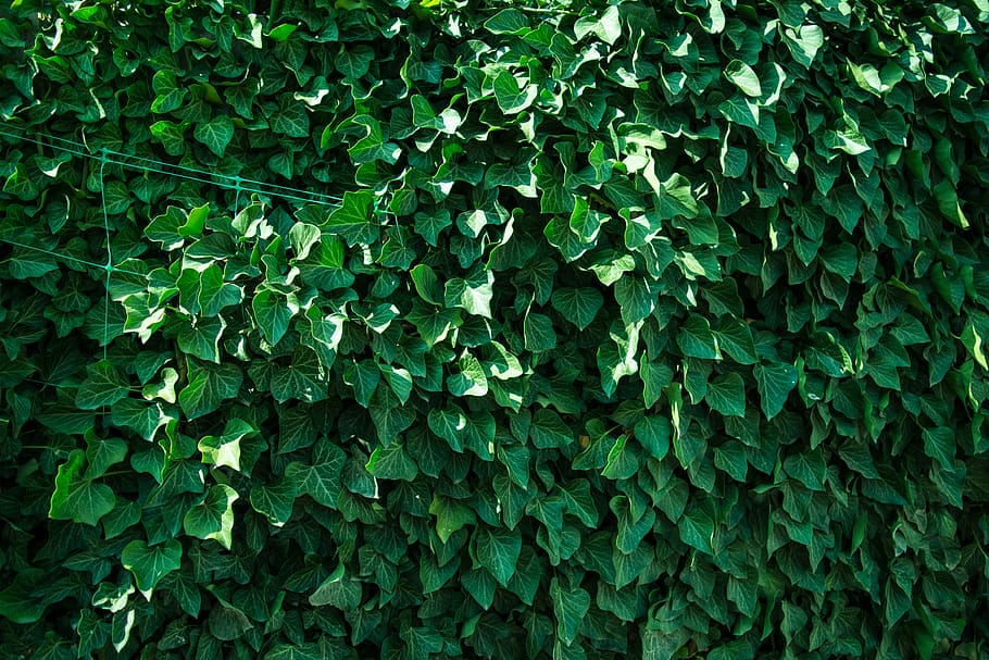 green plants, green color, growth, plant part, full frame, leaf HD wallpaper