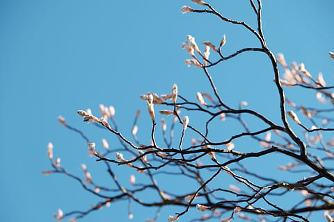 germany, neu-ulm, spring, blue, blossom, sky, plant, branch HD wallpaper