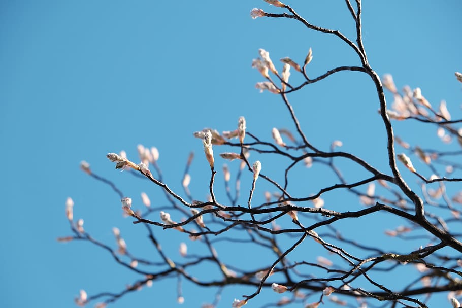 germany, neu-ulm, spring, blue, blossom, sky, plant, branch HD wallpaper