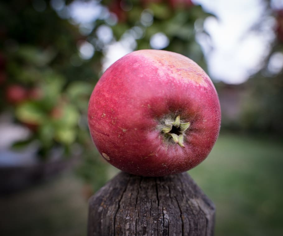 apple, apple tree, red, green, ripe, fruit, fruit tree, fruits HD wallpaper