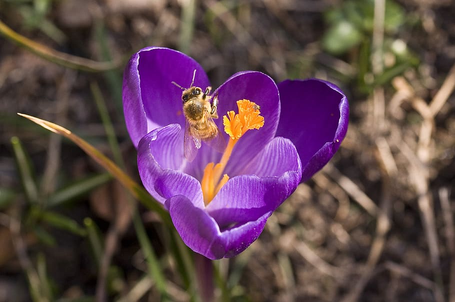 crocus, nature, bee, spring, purple, close up, flower, flowering plant HD wallpaper