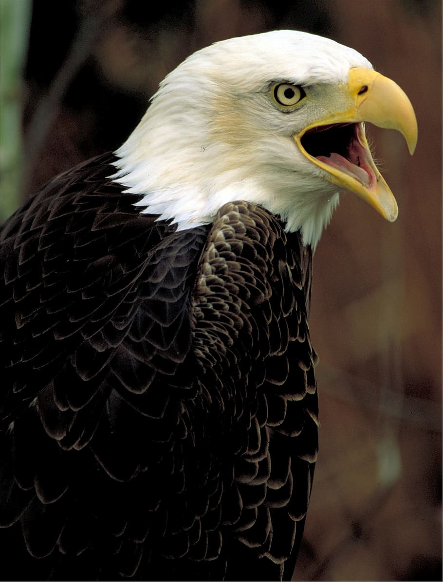bald, eagle, hawk, bid, animal, sharp, bird, animal themes HD wallpaper