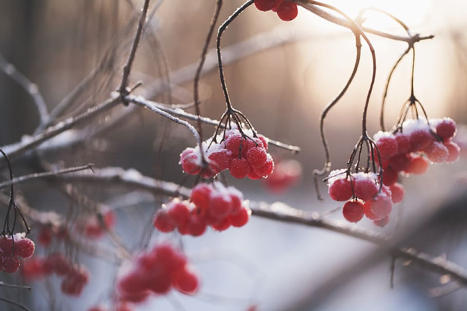 berries, winter, snow, ice, twigs, bush, plant, fruit, food and drink HD wallpaper