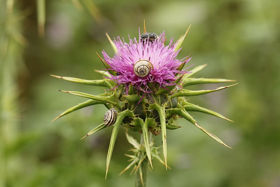 thistle, star thistle, flower, bloom, field, plant, flowering plant HD wallpaper